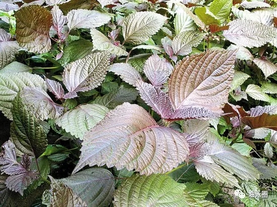 1634780892161320.jpg 640.webp.jpg