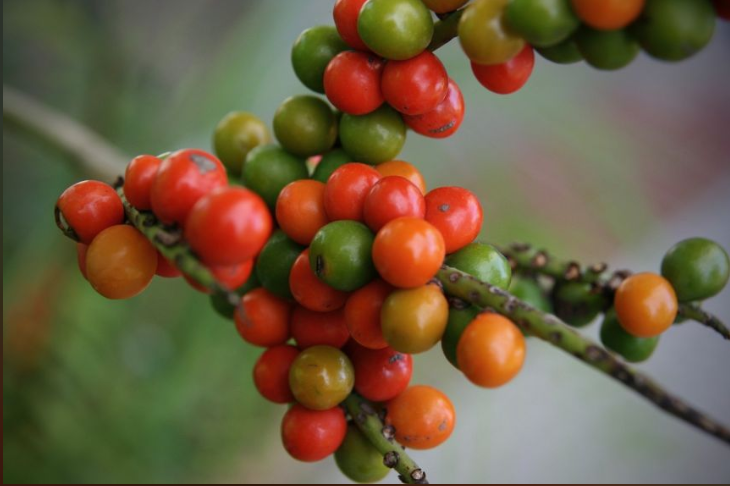 1661243879166127.png 棕櫚果.png