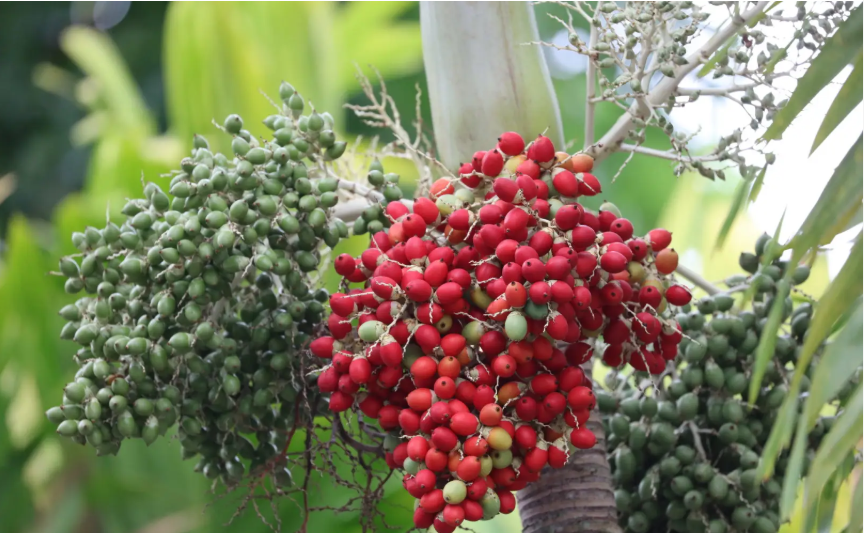 1661243979950632.png 棕櫚果02.png