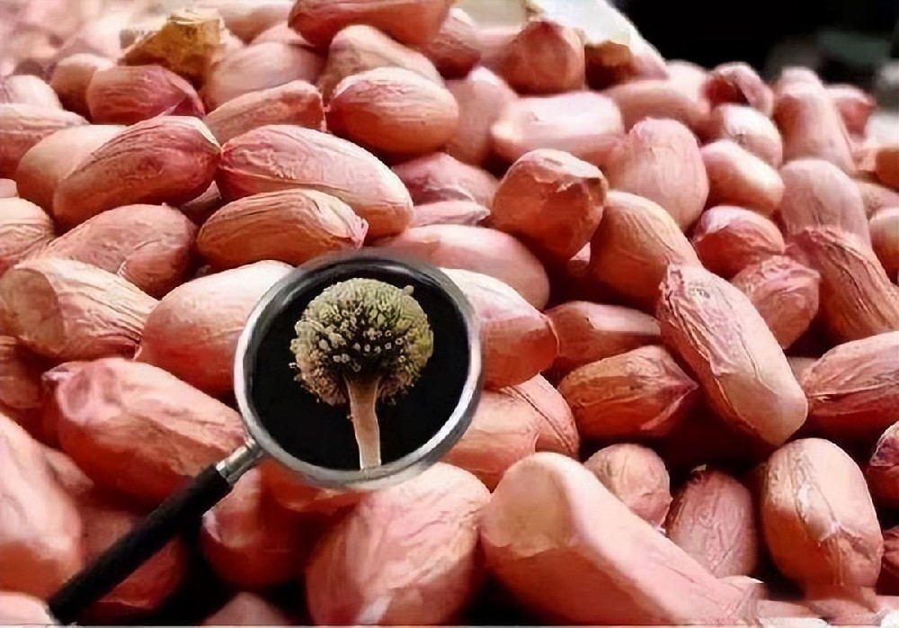 花生油加工設備